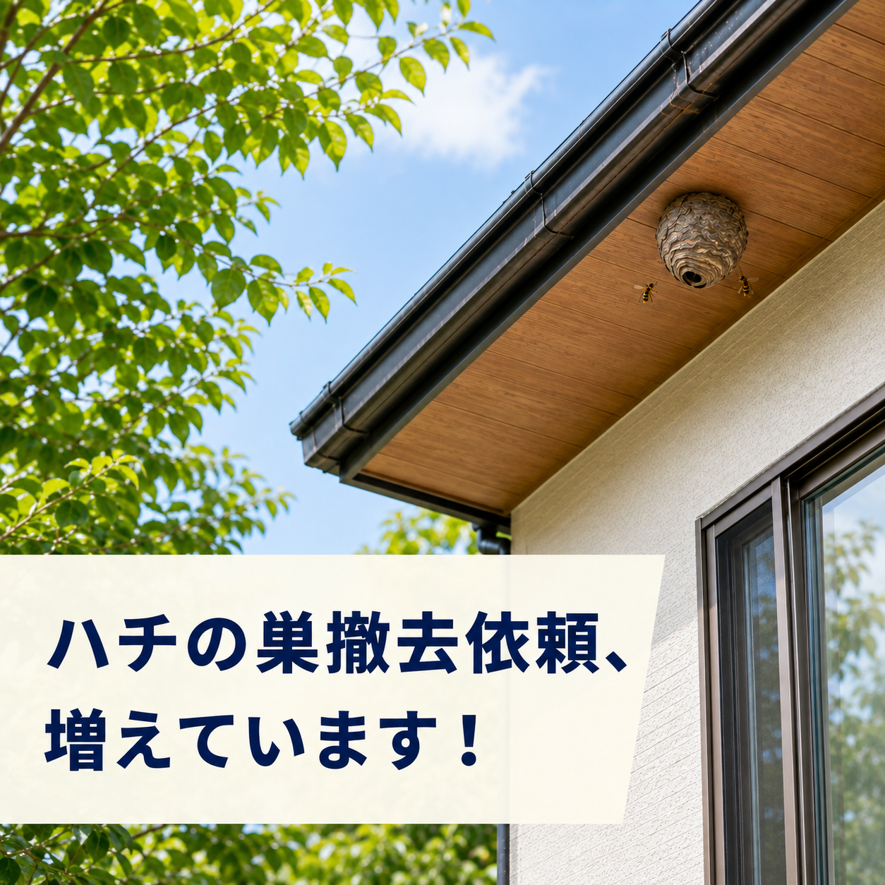 ハチの巣撤去のお問合せ、急増